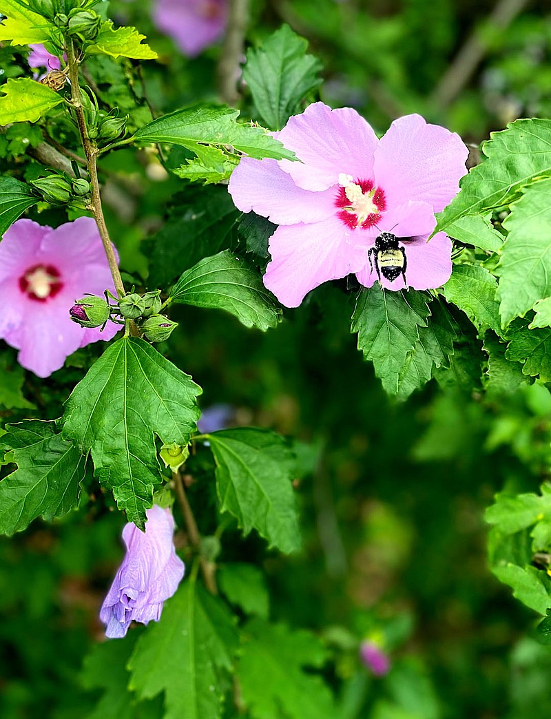 Special to the Eagle Observer/YVONNE ELDER
A bumblebee visits a hibiscus flower in Gentry last week.