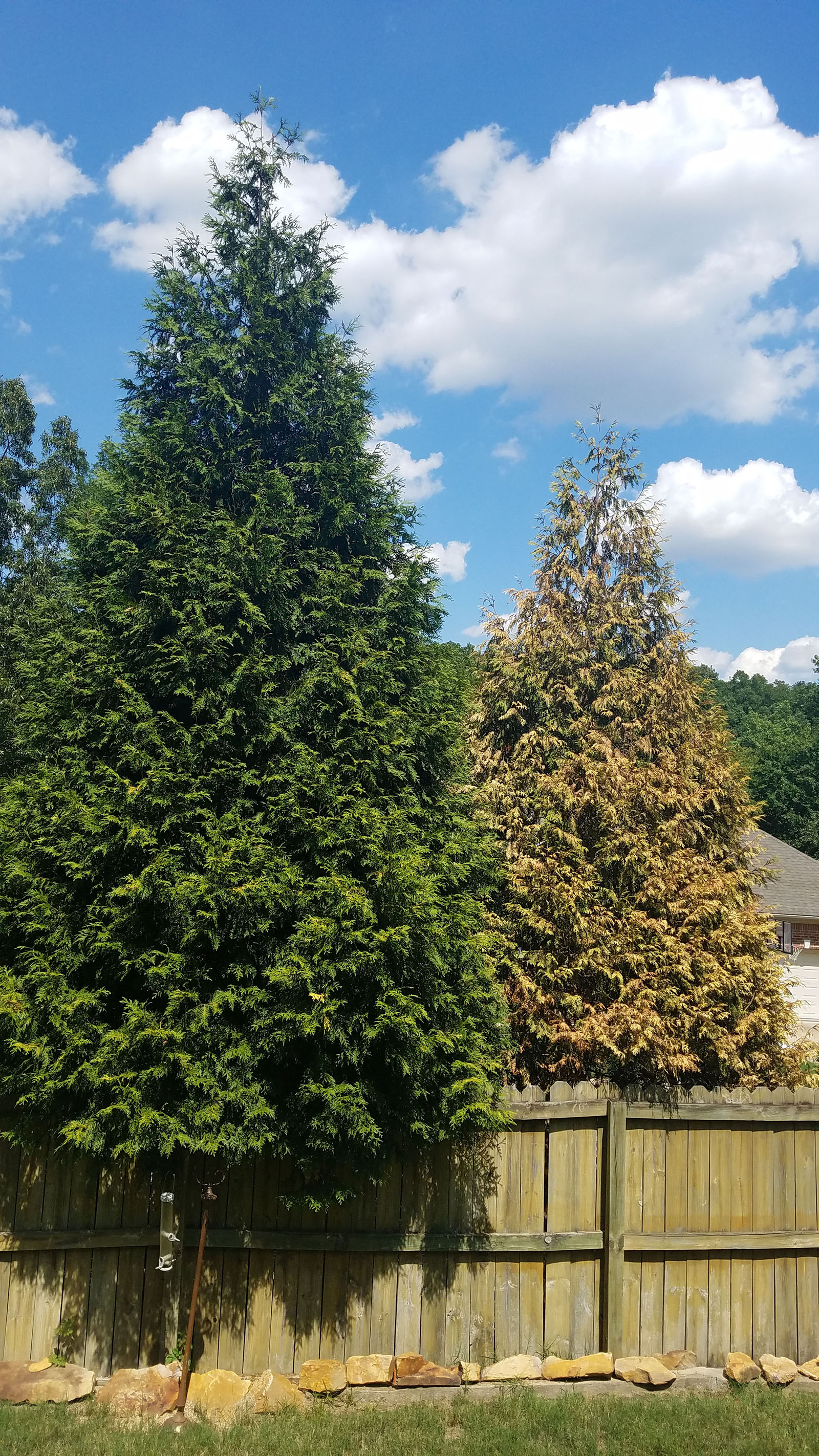 In the garden Tree damage and lawn repair El Dorado News