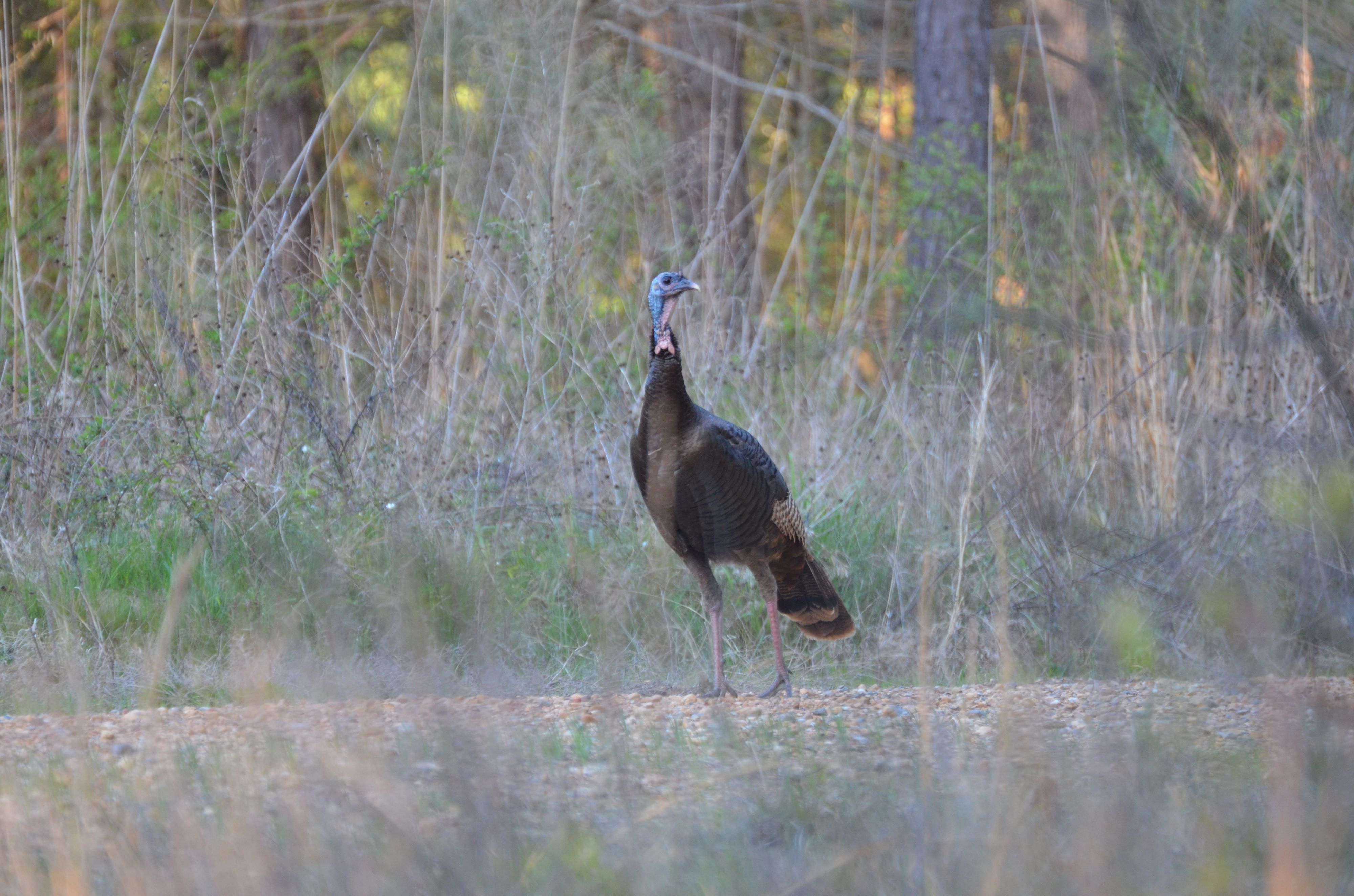 2022 turkey harvest data shows promise