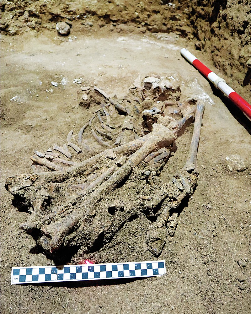 This human skeleton found in a cave in East Kalimantan, Borneo, Indonesia, marks the oldest evidence for amputation yet discovered. And the prehistoric “surgery” could show that humans were making medical advances much earlier than previously thought, according to the study published Wednesday in the journal Nature. (AP/Griffith University/Tim Maloney)