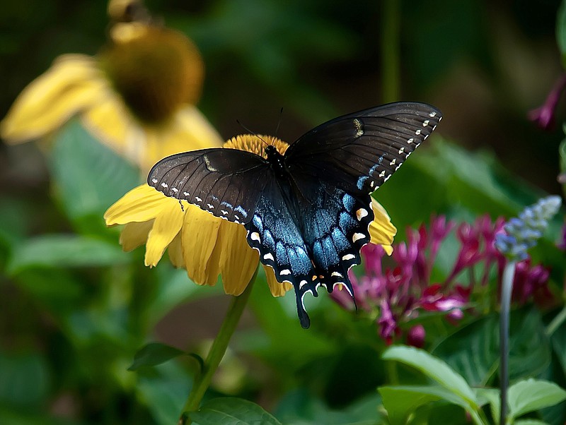 This dark form female Eastern Tiger swallowtail butterfly creates the perfect contrast as she feeds on the Color Coded, One in a Melon coneflower which makes its debut in 2023. (Norman Winter/TNS)
