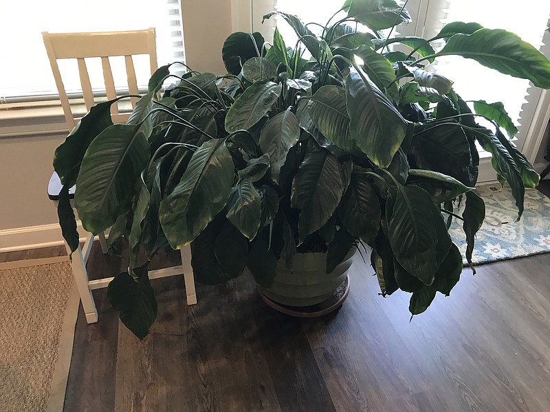 IN THE GARDEN 'Droopy' peace lily likely rootbound — the roots taking