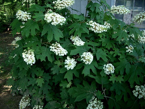 IN THE GARDEN: New-growth hydrangea unlikely to see late blooms as fall and winter approach - Vimarsana News
