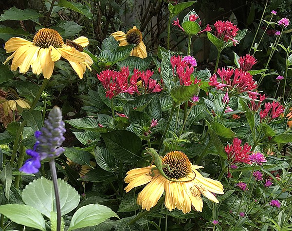 'One in a Melon' dreamy new coneflower lures wildlife - Vimarsana News