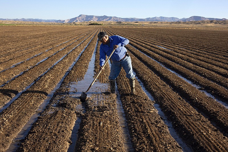 Joe Bernal works on his family's farm on Thursday, Sept. 1, 2022, in Fruita, Colo. In November 1922, seven land-owning white men brokered a deal to allocate water from the Colorado River, which winds through the West and ends in Mexico. During the past two decades, pressure has intensified on the river as the driest 22-year stretch in the past 1,200 years has gripped the southwestern U.S. (Hugh Carey/The Colorado Sun via AP)