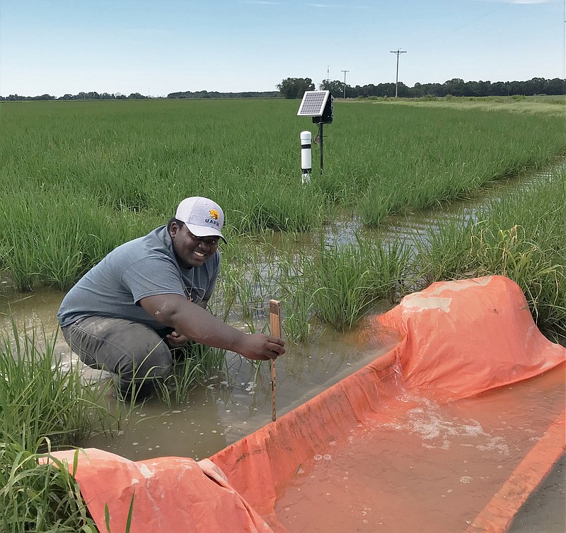 Trenten Wills measures flood depth during his internship which was focused on irrigation systems. (Special to The Commercial/University of Arkansas at Pine Bluff)