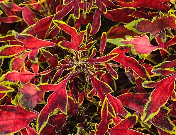 Mini Me Watermelon is a magical new coleus for '23 - Vimarsana News