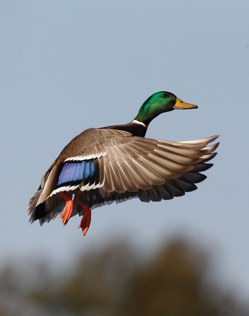 Mallards were down 23 percent from 2019 surveys, but only 9 percent below the long-term average for the species. (Special to The Commercial/Mike Wintroath/Arkansas Game and Fish Commission)