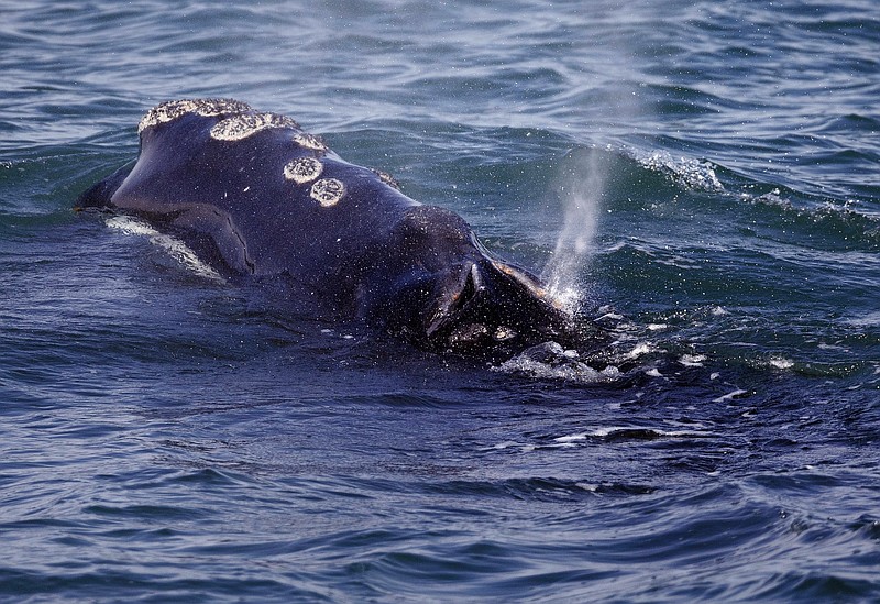 FILE - A North Atlantic right whale feeds on the surface of Cape Cod Bay off the coast of Plymouth, Mass., on March 28, 2018. Maine Gov. Janet Mills said Tuesday, Sept. 13, 2022, the federal government is moving ahead too quickly with potential new restrictions on the lobster fishing industry. The National Oceanic and Atmospheric Administration recently announced it was seeking input on new rules to reduce risk to rare whales. (AP Photo/Michael Dwyer, File)