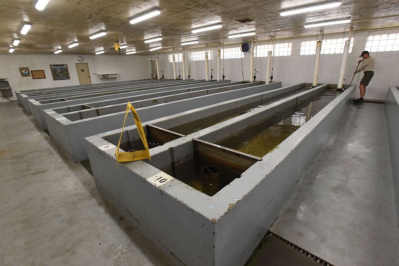 A worker tends to trout tiny to small in size Aug. 25 2022 inside the Norfork National Fish Hatchery. The hatchery produces trout for the White River below Beaver Dam and tailwater streams below other Army Corps of Engineers dams.
(NWA Democrat-Gazette/Flip Putthoff)