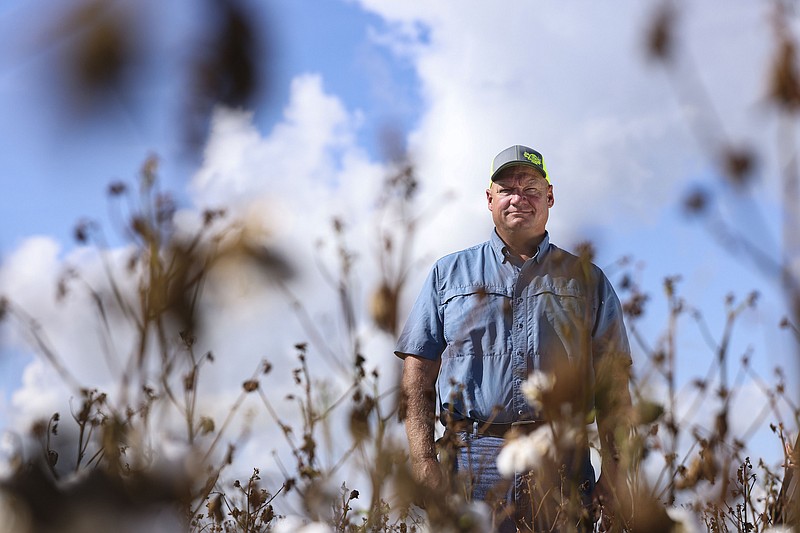 Texas cotton farmer Brian Adamek expects his farm's yield to be down by 75 percent in 2022. (Rebecca Slezak/The Dallas Morning News/TNS)