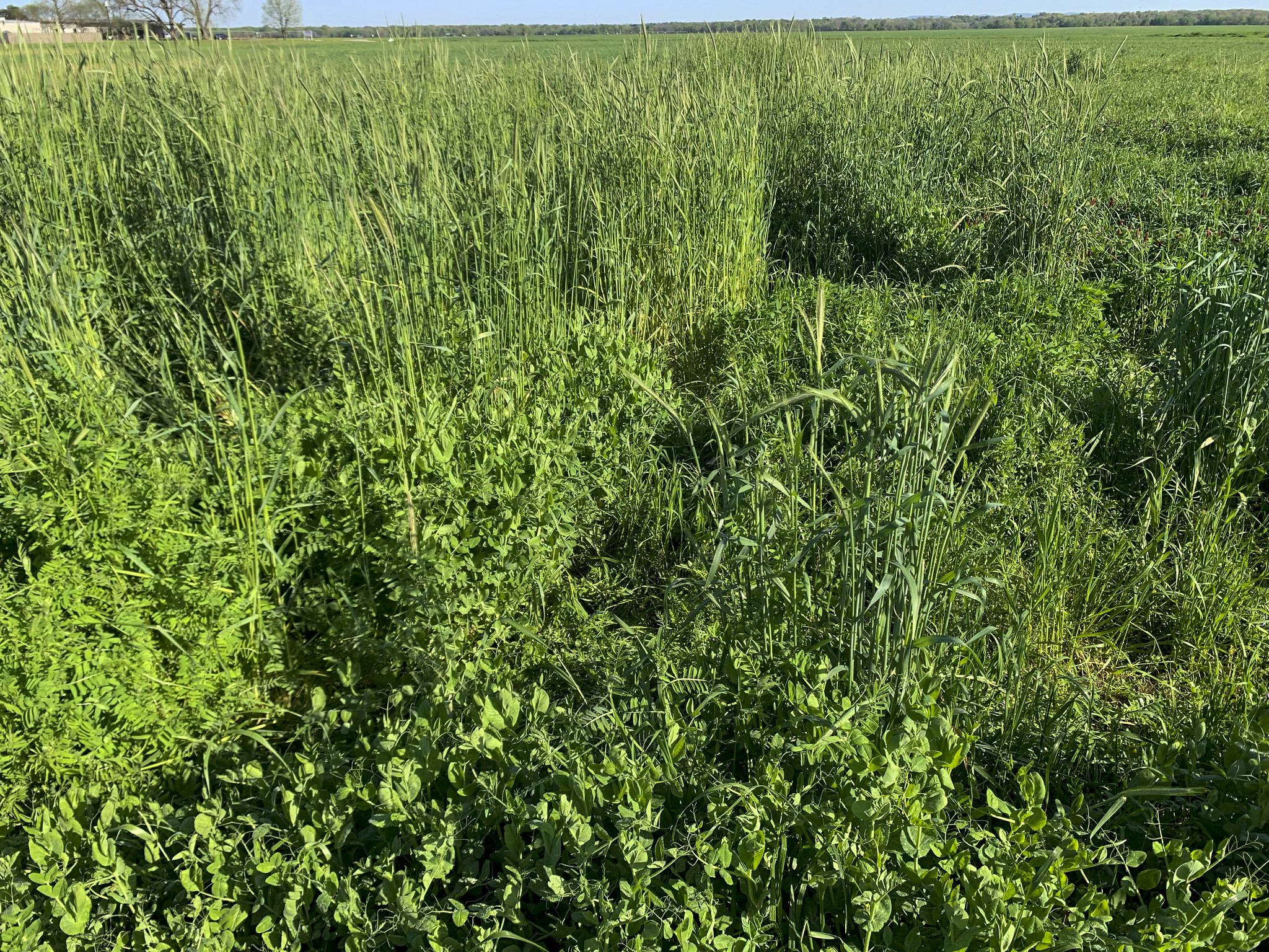 Less seed OK for winter legumes