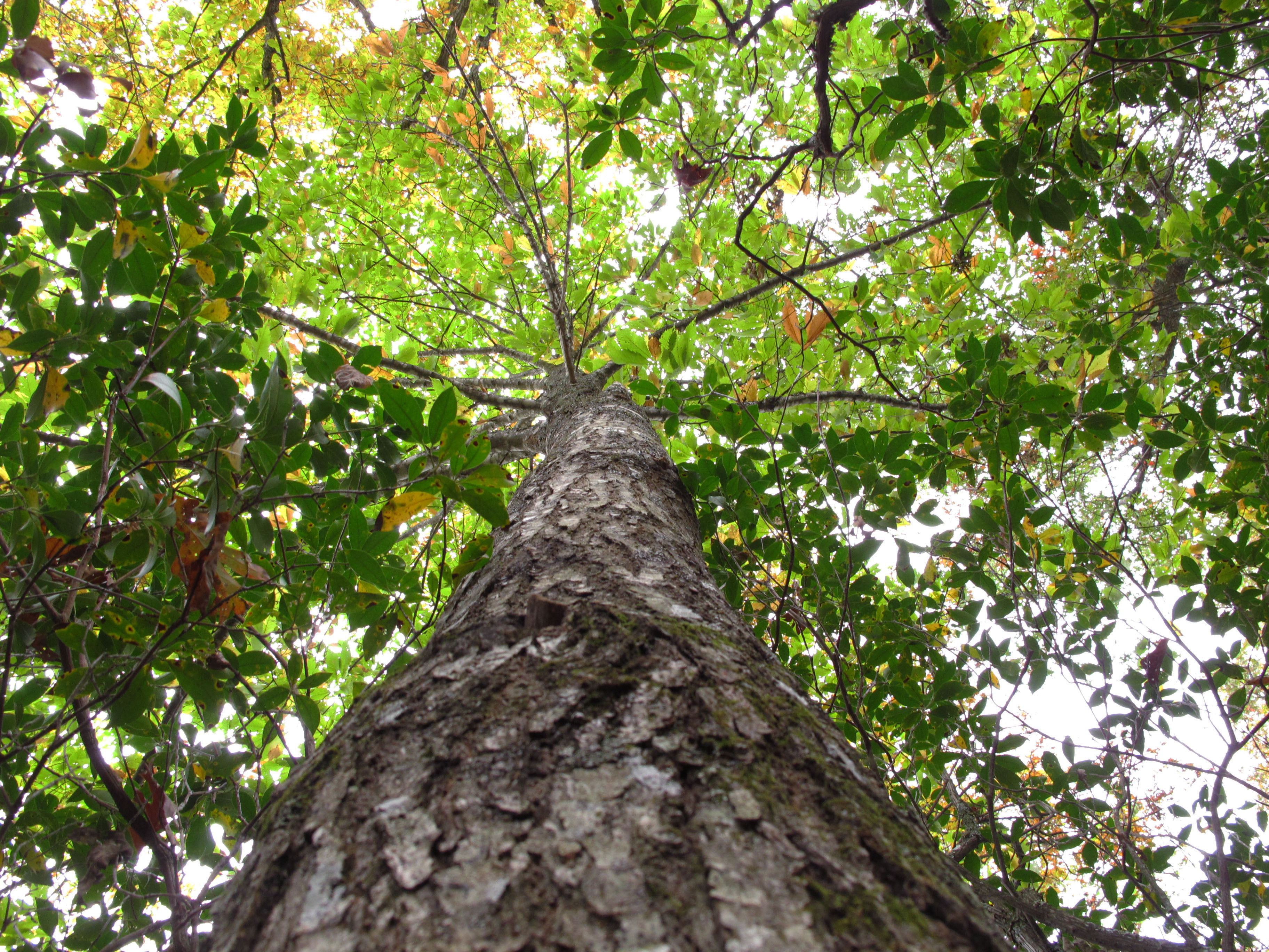Delaware American chestnut tree deemed 'precious resource' - Vimarsana News
