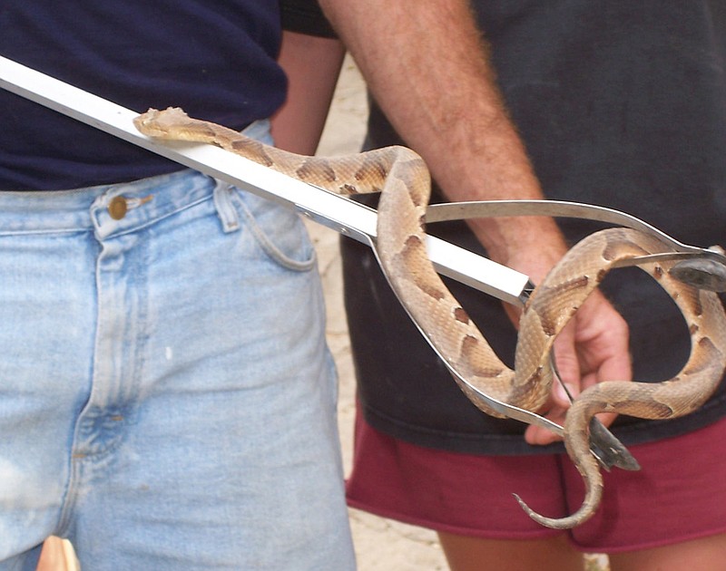 In August 2007, Chuck Miller examines one of the many copperhead snakes that returned to his mountaintop home near Yellville for the third year in a row. (Special to the Democrat-Gazette/Jim Bodenhamer)