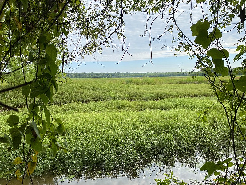 The Kenny Vernon Nature Trail runs alongside a large field, lending to opportunities to spend a little time to wildlife watching. - Photo by Corbet Deary of The Sentinel-Record