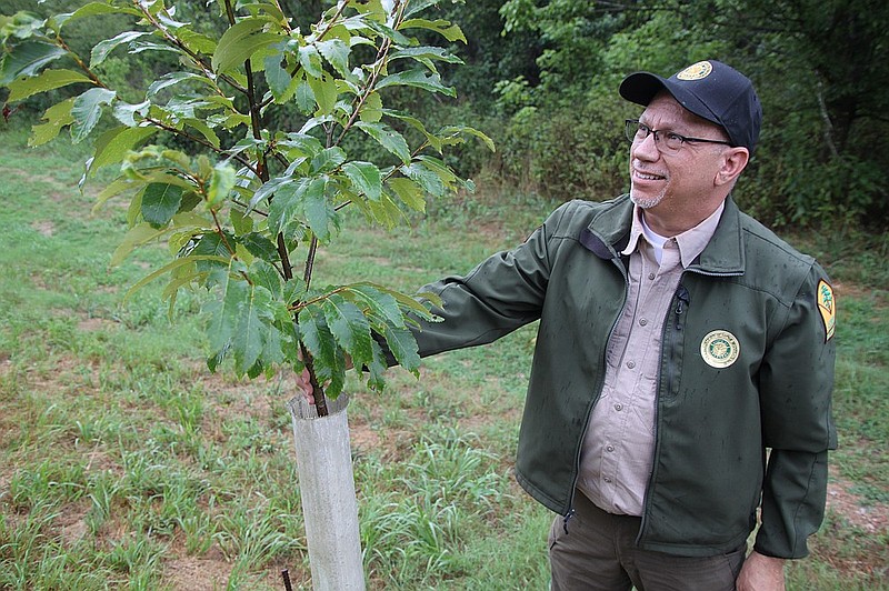 Surrounded by a tube to ward off gnawing animals, a young Ozark chinquapin so far is thriving in rocky, well-drained soil at Hobbs State Park, where Chris Pistole is a park interpreter. (Special to the Democrat-Gazette/Frank Fellone)