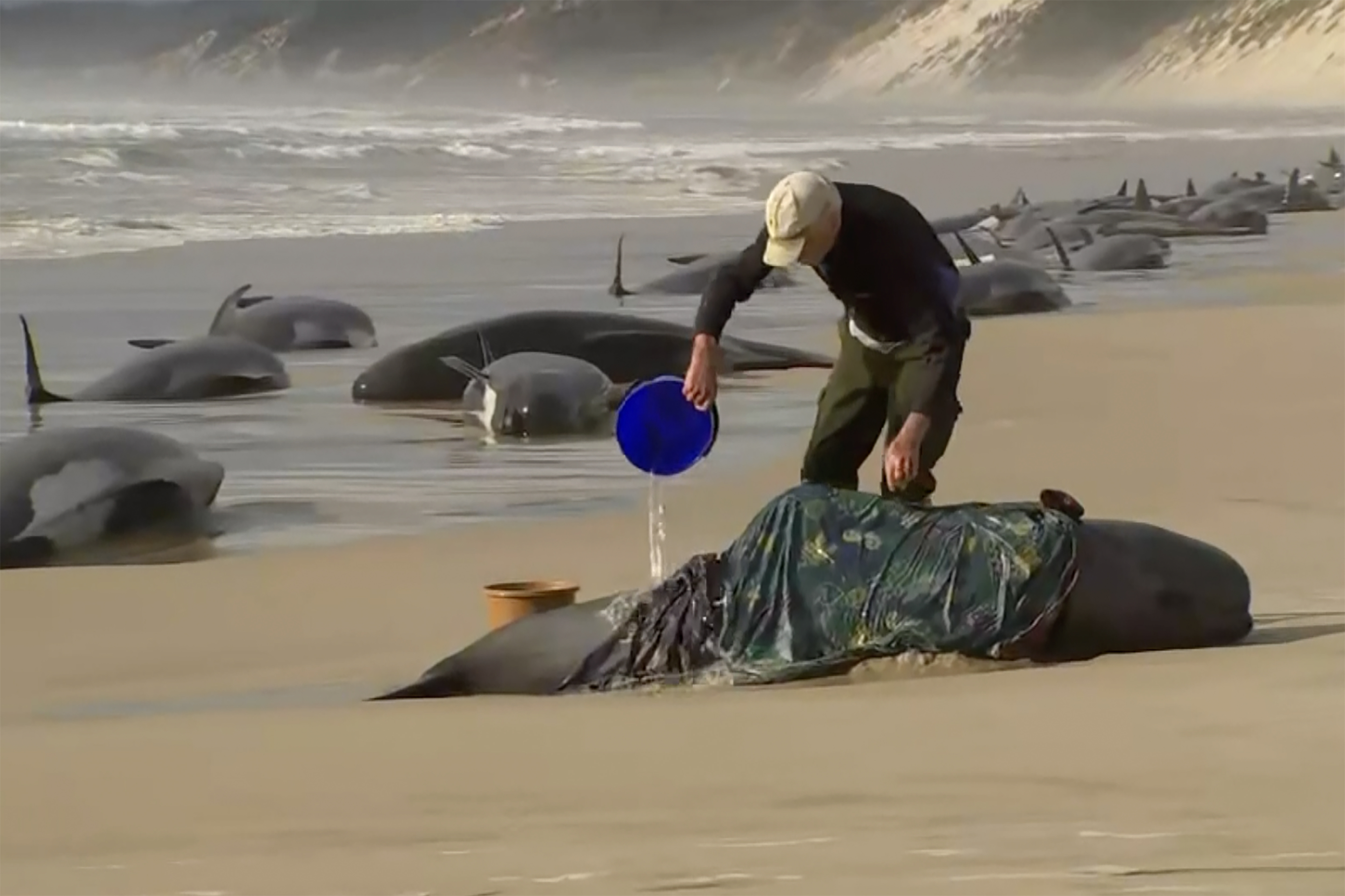 Some 230 whales beached in Tasmania; rescue efforts underway - Vimarsana News