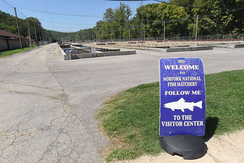 Flip Putthoff/NWA Democrat-Gazette Visitors are welcome at the Norfork National Fish Hatchery at the base of Lake Norfork Dam south of Mountain Home.