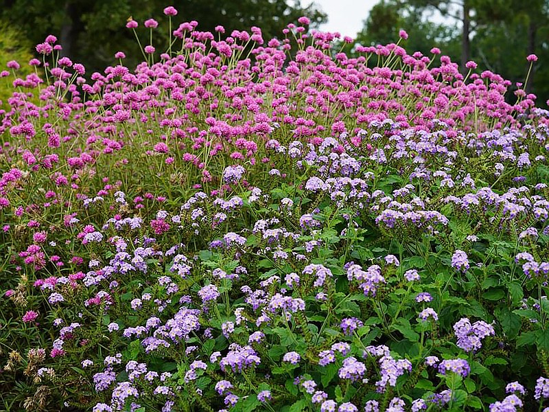 Truffula Pink gomphrena and Augusta Lavender heliotrope perform as award winners at Mississippi State University’s Truck Crops Branch Experiment Station in Crystal Springs, Miss. (Courtesy of Mississippi State University via TNS)