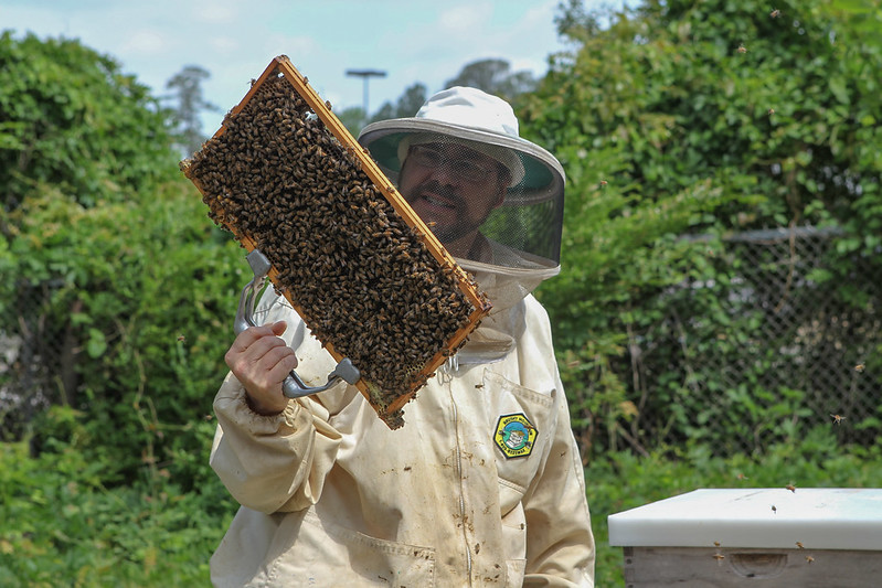 Beekeeping course offered online