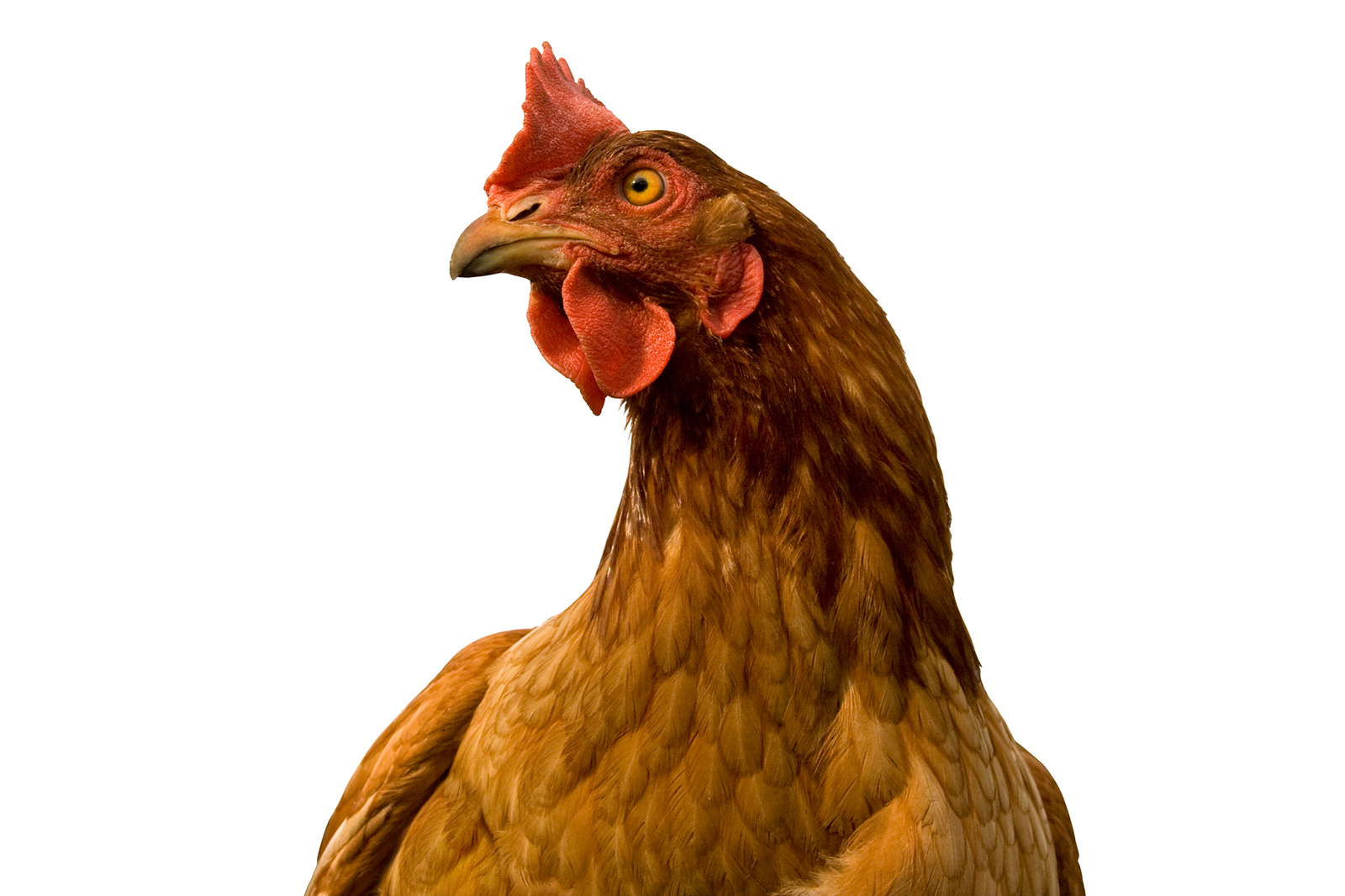 Most egg-cellent chick show of the season - Vimarsana News