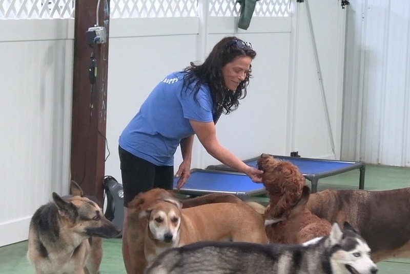 Ashley Hopkins plays with some the dogs at Camp Diggity Dogs on Thursday. – Photo by Courtney Edwards of The Sentinel-Record