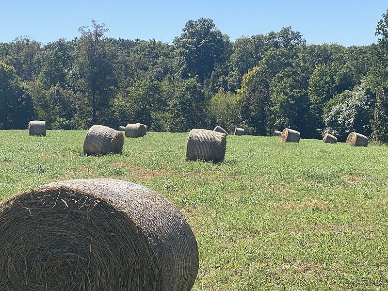 Terri O'Byrne/The Weekly Vista Hale bales along Punkin' Hollow ready for winter feed.