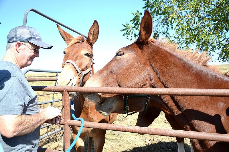 TIMES photograph by Annette Beard
Rick McCrary and Paul Arnold were two of the original founders of the Pea Ridge mule jump in the mid-1980s. They still enjoy their mules — Daisy, Shasta, Jewels, Shasta and Biscuit.