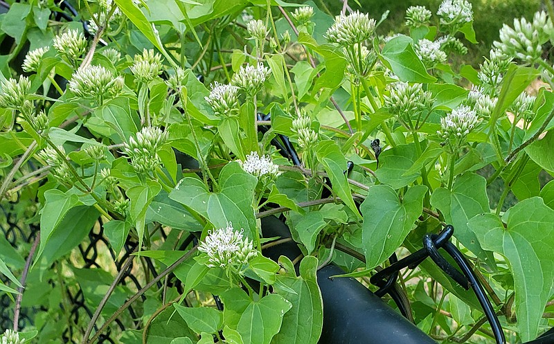 Climbing hemp or climbing boneset (Mikania scandens) is not considered invasive, but one of its cousins is, Mikania micrantha. (Special to the Democrat-Gazette)