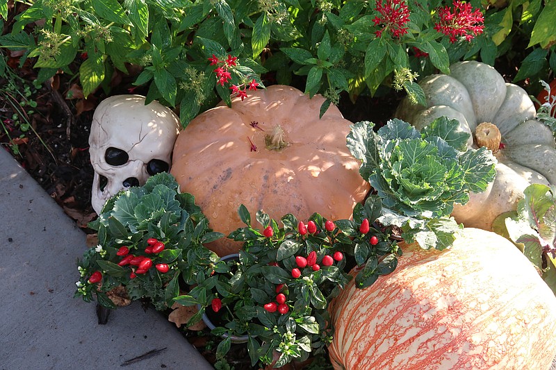 Pumpkins and gourds bring bright colors to the fall garden and don't require watering. (Special to the Democrat-Gazette/Janet B. Carson)