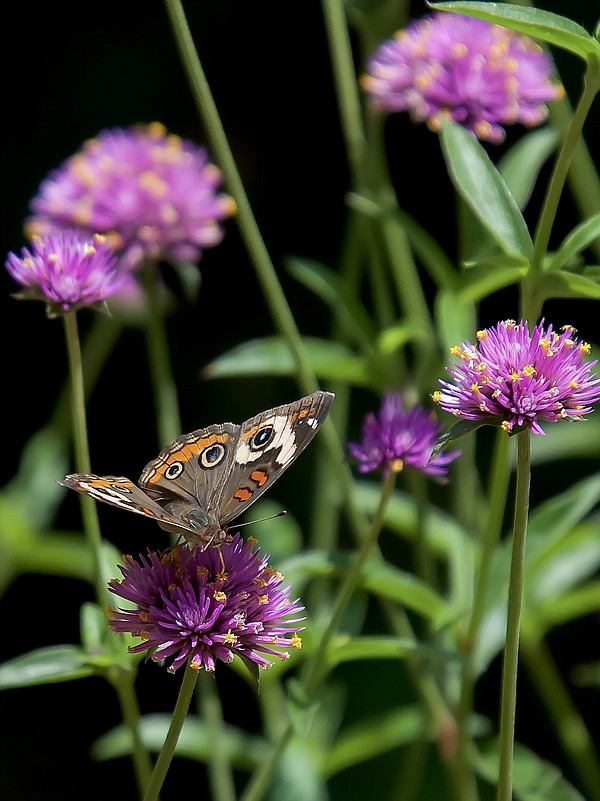 On Gardening: Awards pile up for Truffula Pink Gomphrena - Vimarsana News