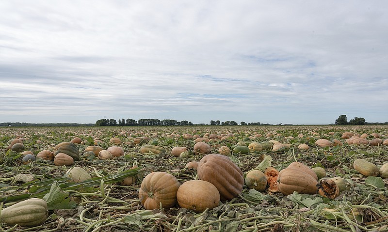 Pumpkins are seen in a field on Bill Sahs' farm, Monday, Sept. 12, 2022, in Atlanta, Ill.  On the central Illinois farms that supply 85% of the world’s canned pumpkin, farmers like Sahs are adopting regenerative techniques designed to reduce emissions, attract natural pollinators like bees and butterflies and improve the health of the soil. The effort is backed by Libby’s, the 150-year-old canned food company, which processes 120,000 tons of pumpkins each year from Illinois fields. Libby’s parent, the Swiss conglomerate Nestle, is one of a growing number of big food companies supporting the transition to regenerative farming in the U.S. (AP Photo/Teresa Crawford)