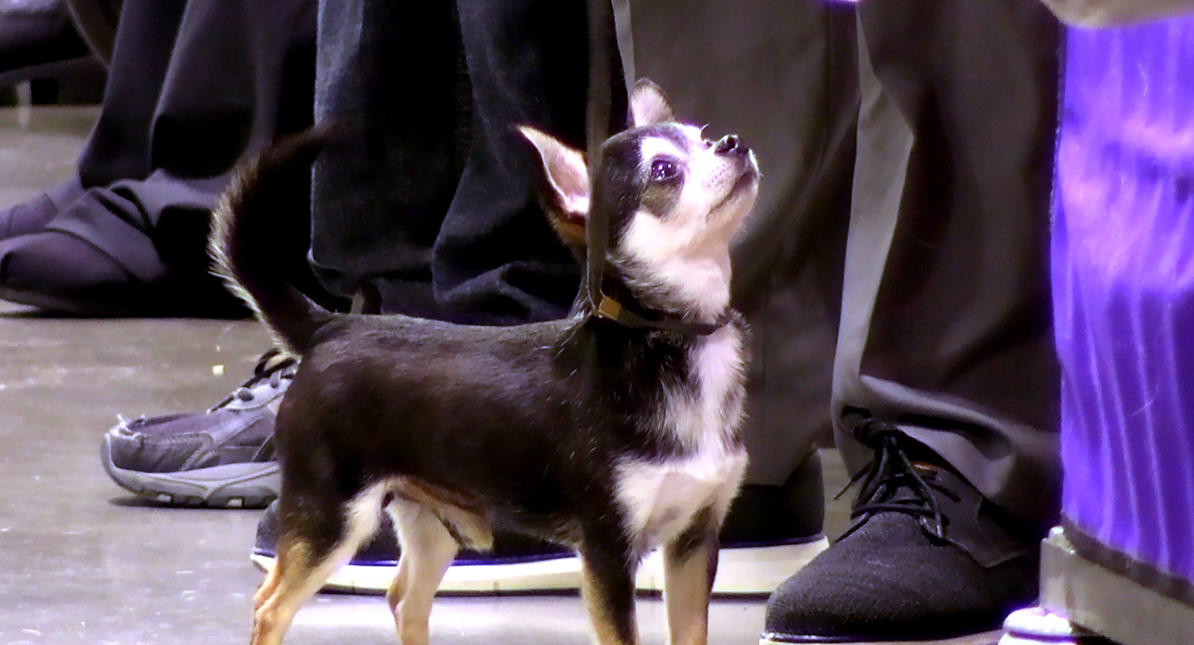 WATCH HSNP Kennel Club starts annual show Hot Springs Sentinel Record