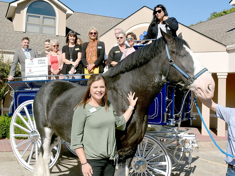 Marc Hayot/Herald-Leader Lindsey Taylor (front, center), the director of community development, poses with "Tigger," a member of the world famous Clydesdales, as several chamber ambassadors look on from a wagon from Express Employment Professionals on Thursday. The Clydesdales were brought down for a ribbon cutting for Express Employment Professionals' newest office in Siloam Springs.