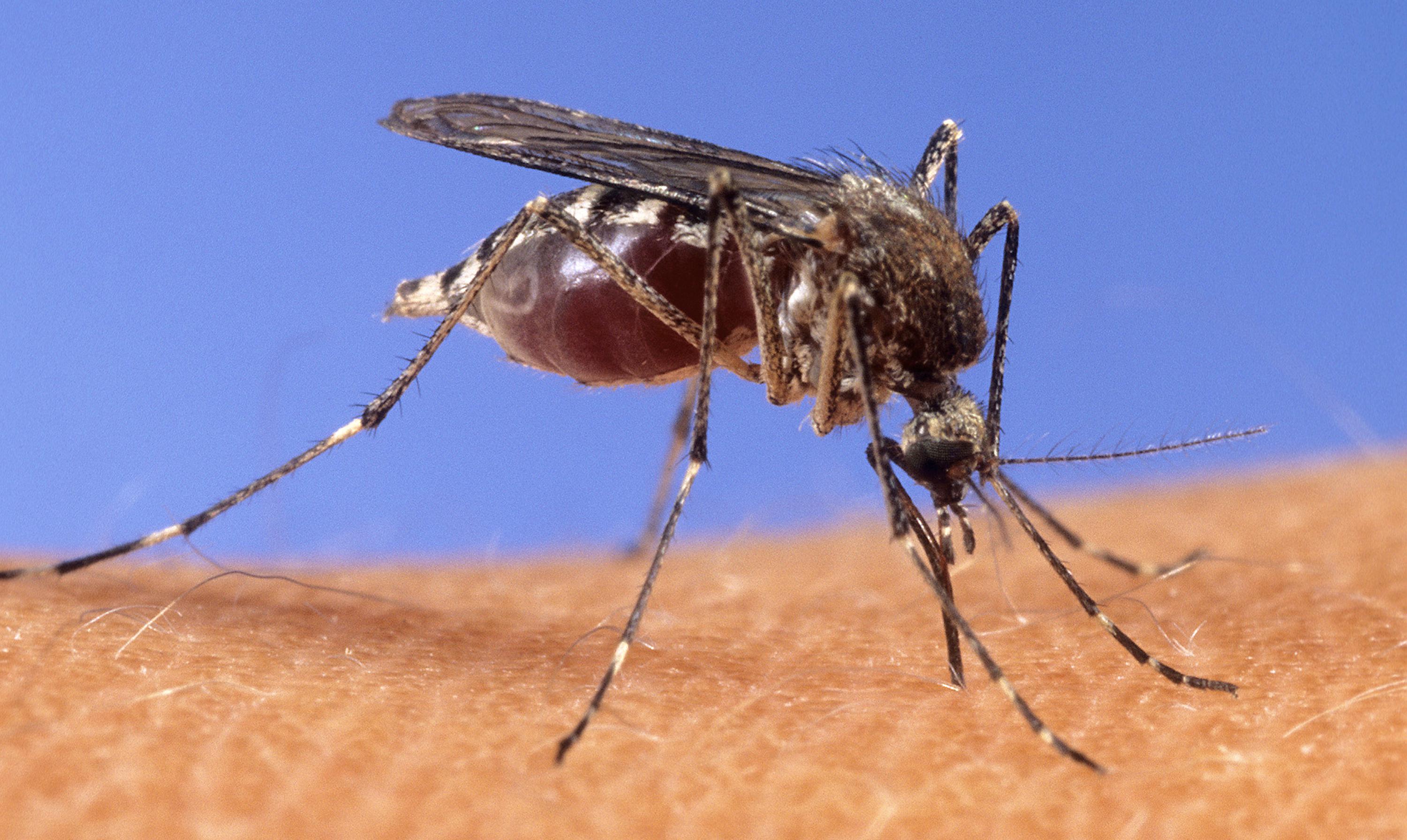 At long last, can malaria be eradicated? - Vimarsana News