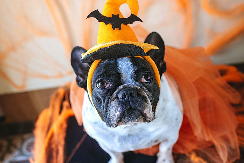 Oktoberfest this Saturday at the Chaffee Crossing Farmers and Artisans Market will include a Dog-stume Contest with categories for Best Dog Talent, Most Unique Costume and Best Fall Festival Costume. Entry fee is one can of dog food per dog per category, with donations going to Fort Smith Animal Haven.

(Courtesy Photo/Lorie Robertson)