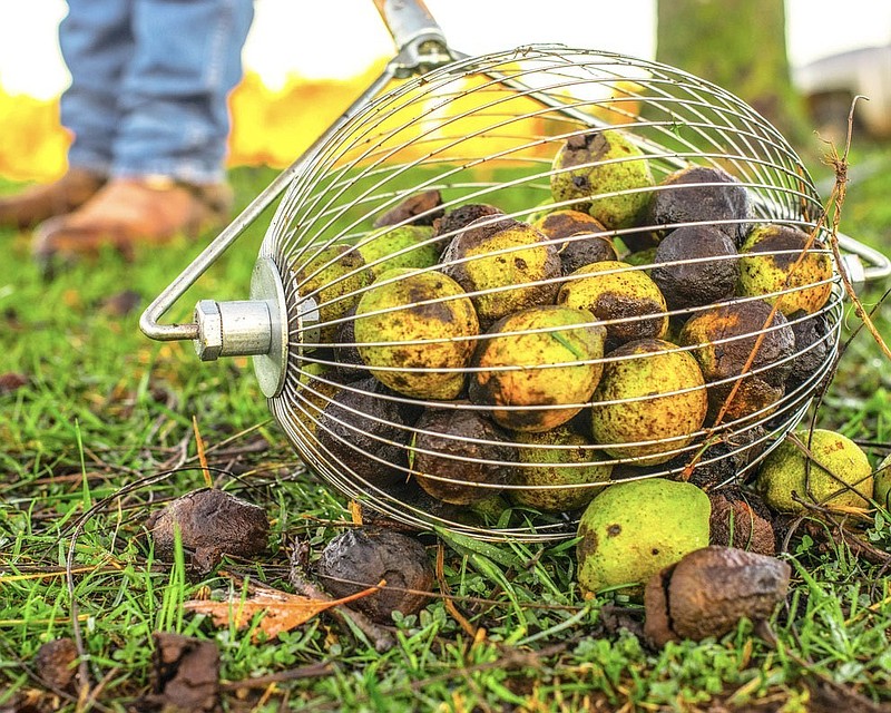 Black Walnuts Beginning To Fall, Harvest Begins