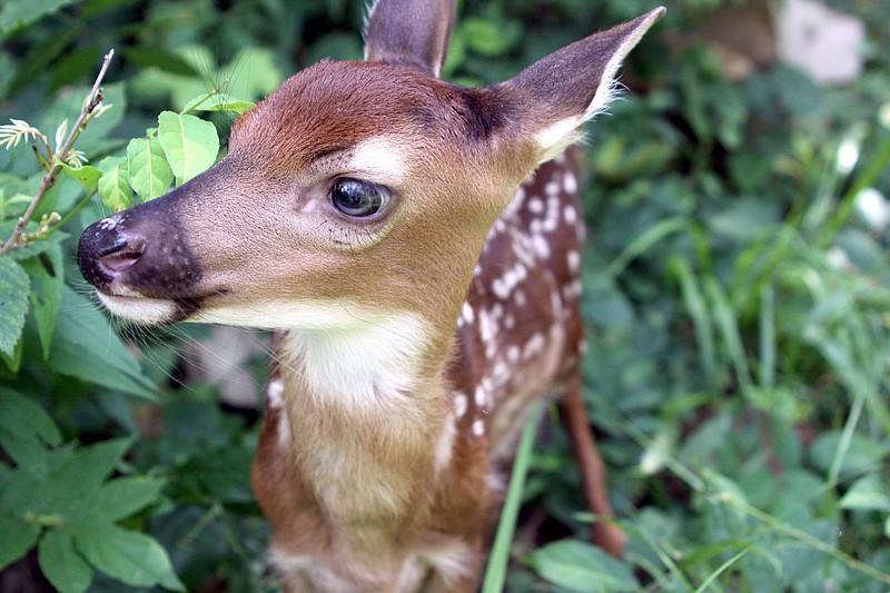 Whitetailed deer eat the most in late summer/early fall and are nutritionally stressed by late spring. - File photo by Corbet Deary of The Sentinel-Record