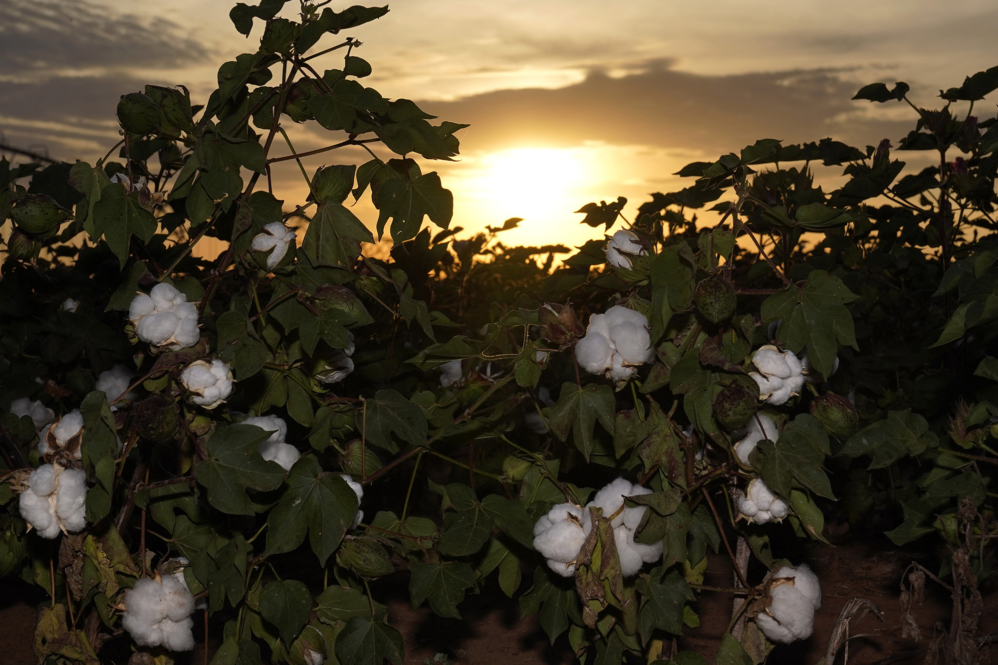 Drought takes toll on country's largest cotton producer - Vimarsana News