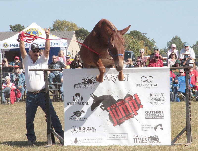 TIMES photographs by Annette Beard
Dan, encouraged by Doug Fletcher, jumps over the curtain in the 33rd annual Pea Ridge Mule Jump Saturday, Oct. 8, 2022. For more photographs, go to the PRT gallery at https://tnebc.nwaonline.com/photos/.