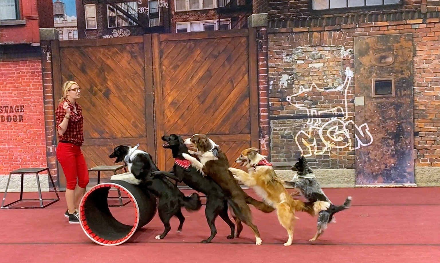 Comical Canines: Mutts Gone Nuts rescue dog act coming to Texarkana - Vimarsana News