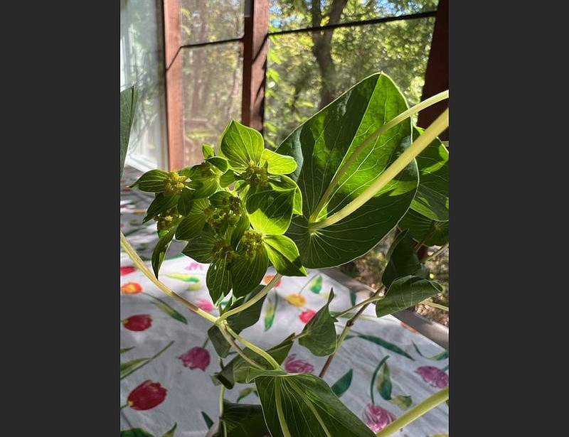 IN THE GARDEN Thoroughwax grows in full sun to partial shade, produces