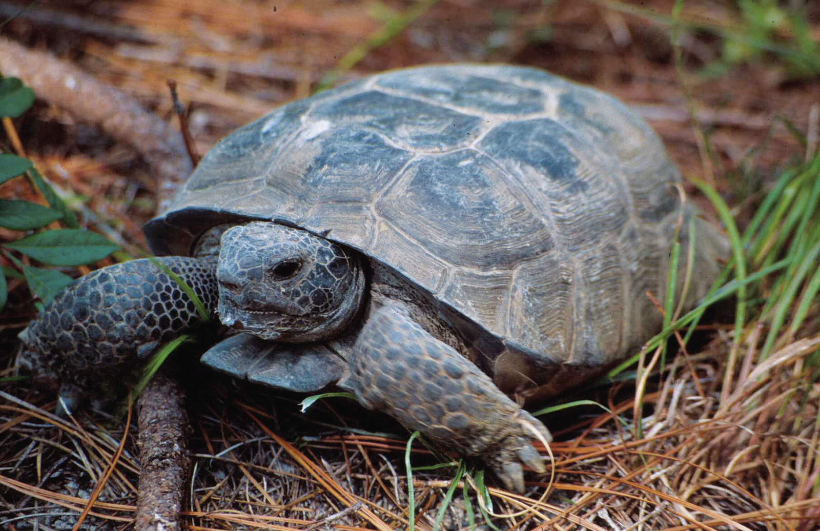 U.S.: Gopher tortoise not threatened over most of its range