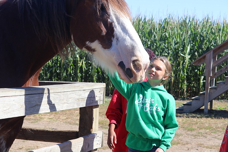Anna Campbell/News Tribune
Mia Smith strokes a horse at Fischer Farms during the Blair Oaks fifth grade field trip Friday.