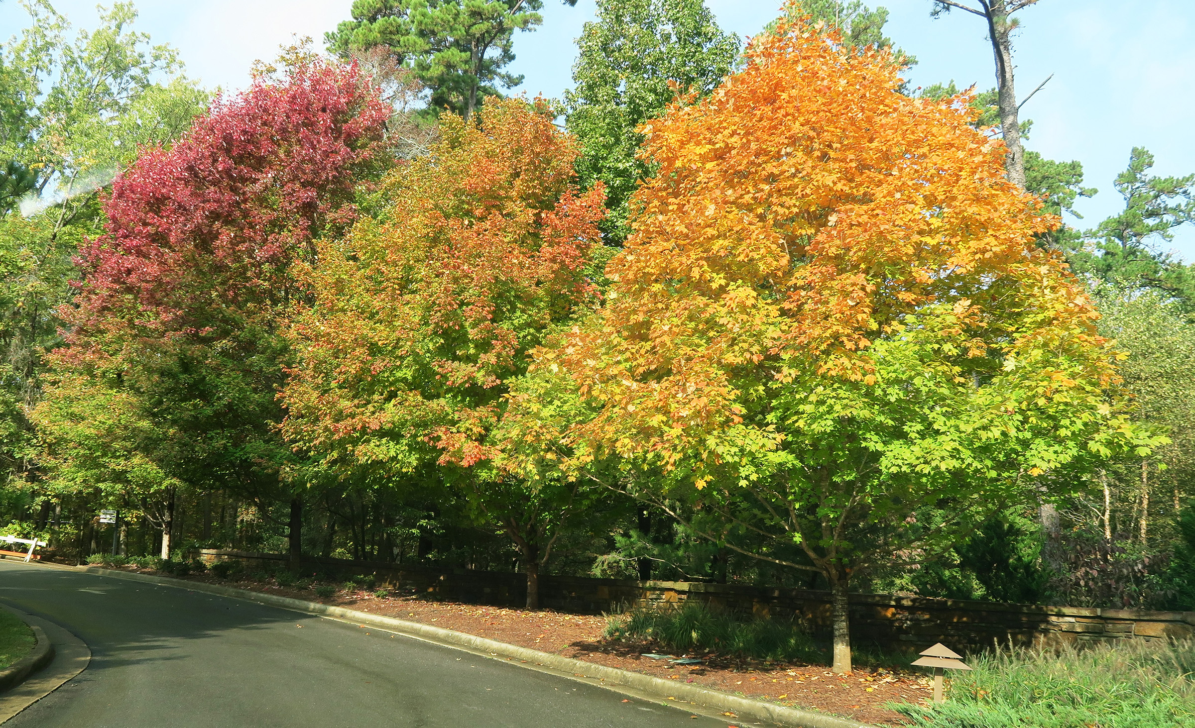  Autumn in Arkansas offers a colorful palette of  leaves to enjoy