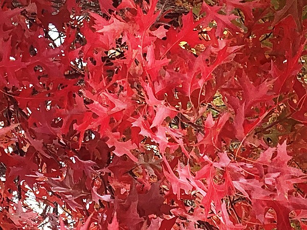 In Mother Nature's glory: Autumn in Arkansas offers a colorful palette of leaves to enjoy - Vimarsana News
