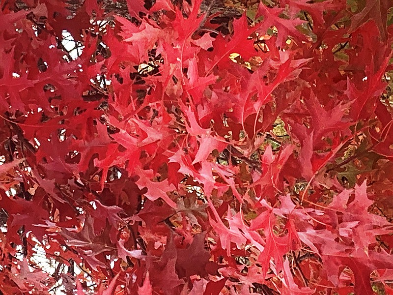 In years when growing conditions favor the development of brilliant hues, an oak tree can really turn it on. (Special to the Democrat-Gazette/Janet B. Carson)