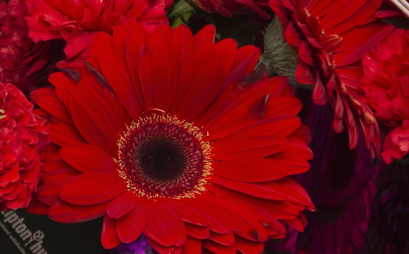 Gerbera daisies can be short-lived perennials in Arkansas, but don't expect them to survive a harsh winter. (Democrat-Gazette file photo/Cary Jenkins)