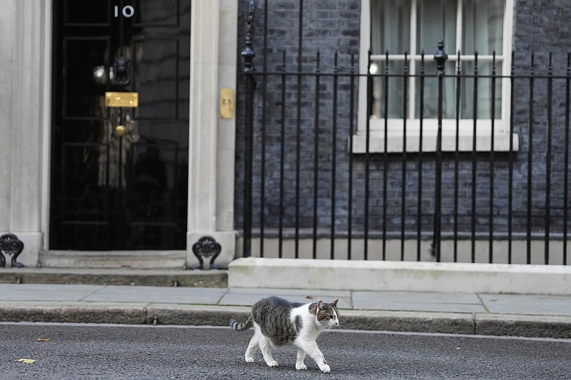 Larry the cat, Chief Mouser to the Cabinet Office leaves 10 Downing Street in London, Monday, Oct. 17, 2022. As British Prime Minister Liz Truss struggles to retain her authority, one man is seen to be in the real position of power to restore order and credibility to the Conservative government and limit the damage caused by Truss' economic plans. Jeremy Hunt, Britain's new Treasury chief, on Monday sought to calm jittery markets and angry Conservative lawmakers as he announced he was reversing the bulk of Truss' tax-cutting economic stimulus package.(AP Photo/Frank Augstein)