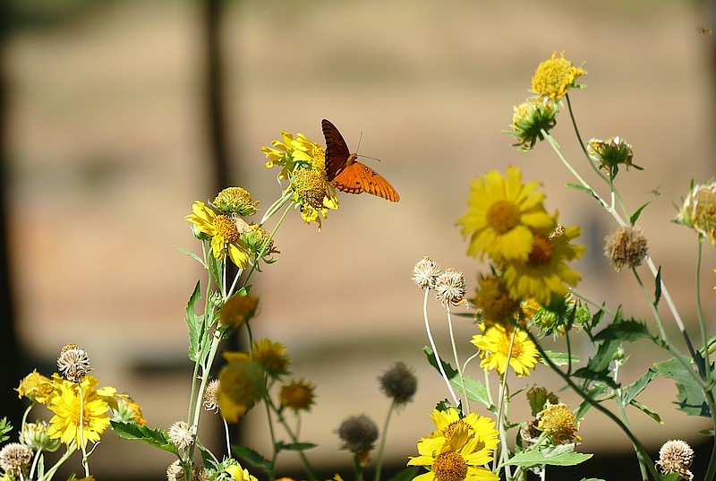 One place in Linden to see butterflies is City Park. Here last week were monarch butterflies around the flowering plants. Such butterflies will be highly considered in plans for developing the park, says Director Michael Riley. (photo by Neil Abeles)